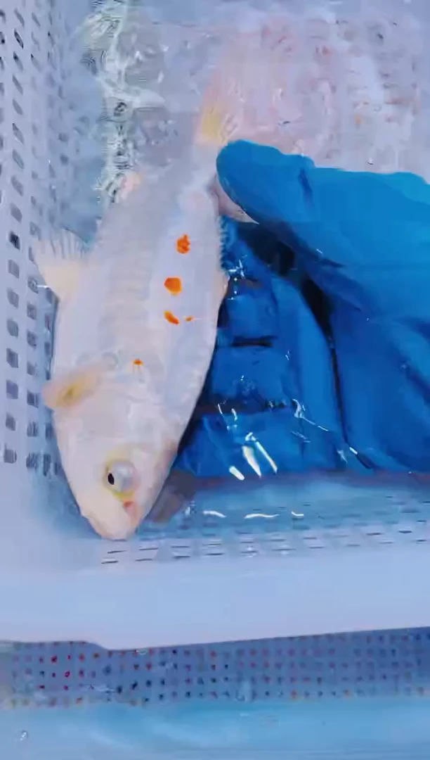 锦鲤血统锦鲤全场包邮160