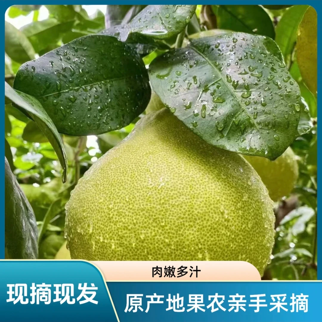 福建仙游度尾文旦柚27年老树新鲜现摘酸甜可口水果包邮