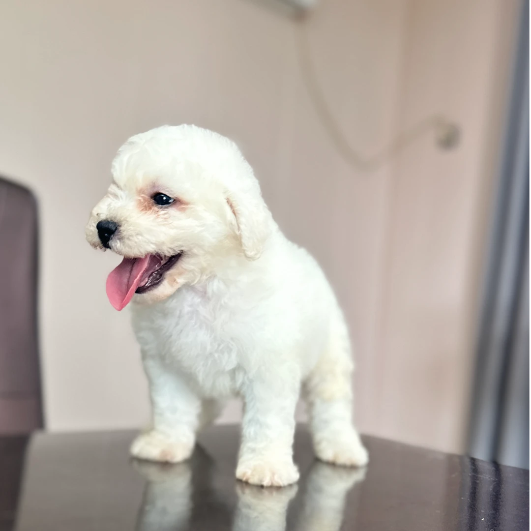 比熊幼犬弟弟妹妹