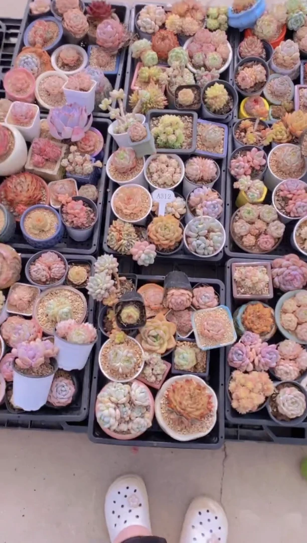 A312-框拍12颗起部分脱土（量拍）