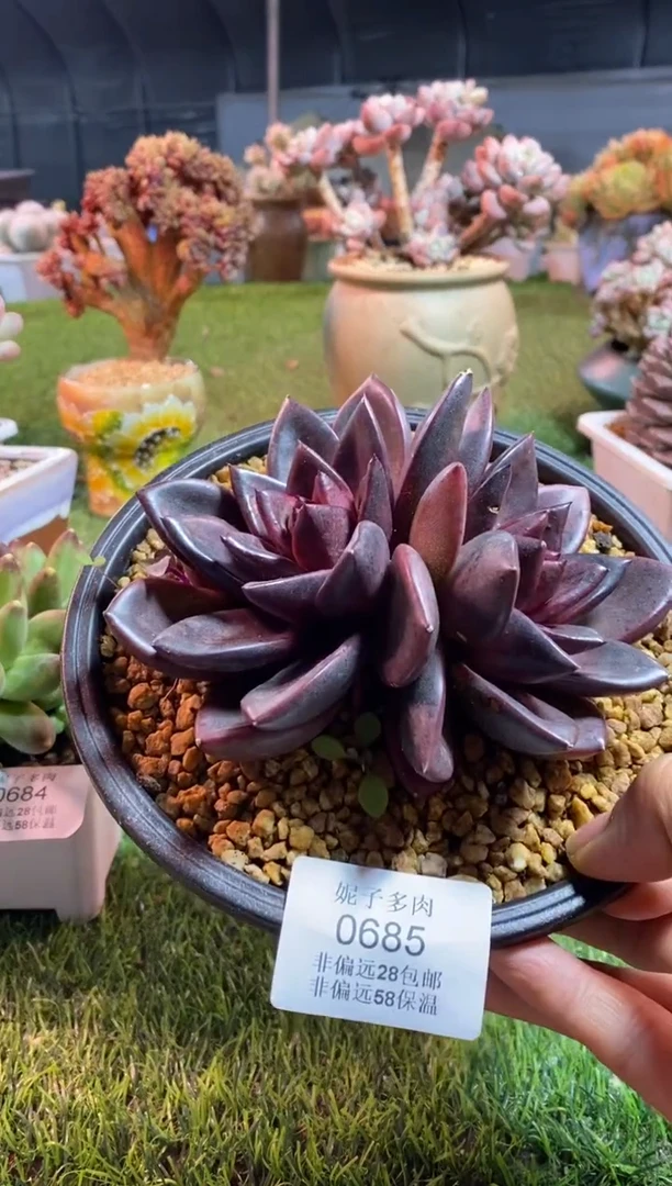 【闪购商品】0685a