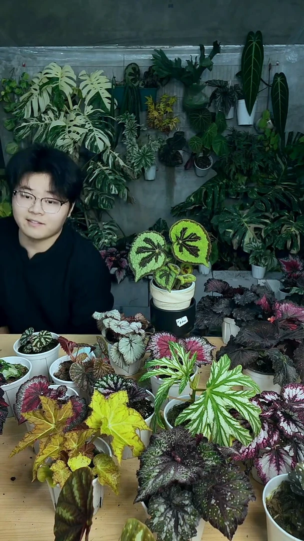 完全开放美纹秋海棠（轻微叶损）8055