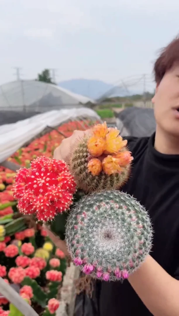 【闪购商品】红牡丹+玉翁+南国玉【嫁接】