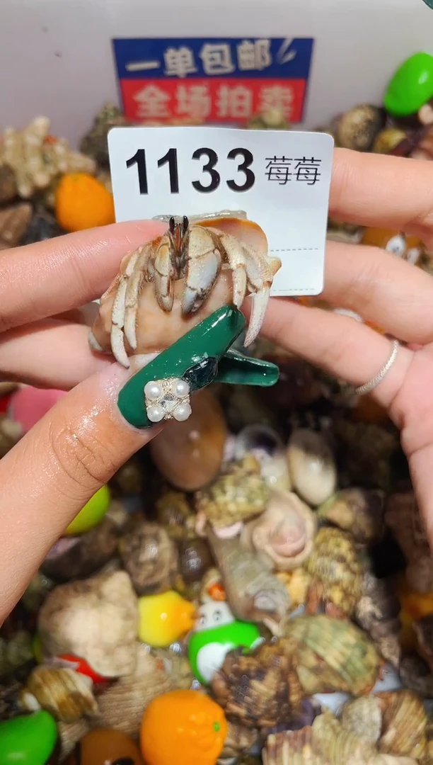 陌派甄选寄居蟹1133