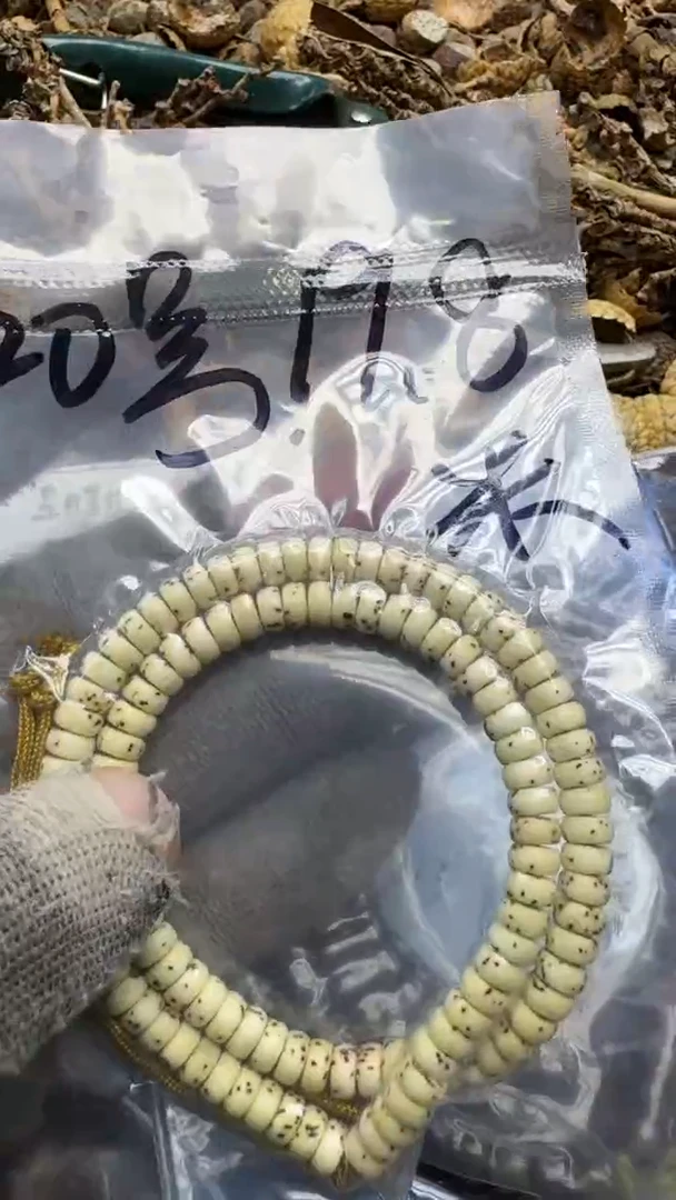 【闪购商品】星月菩提吊坠青稞手作 20号