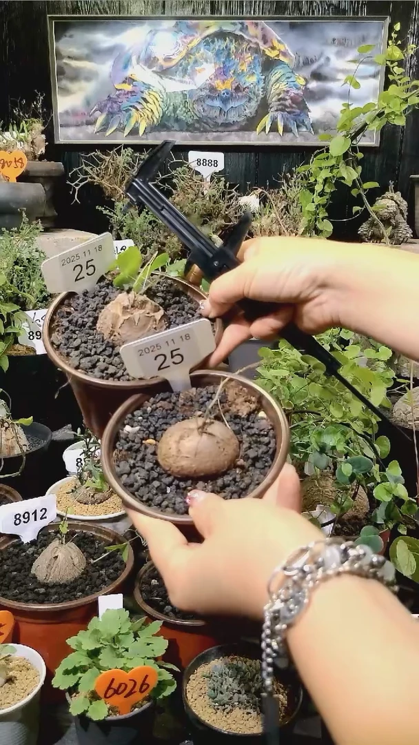 25号1118福利南非龟甲龙买一送一