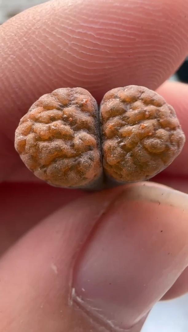 435好看的多肉冲冲冲