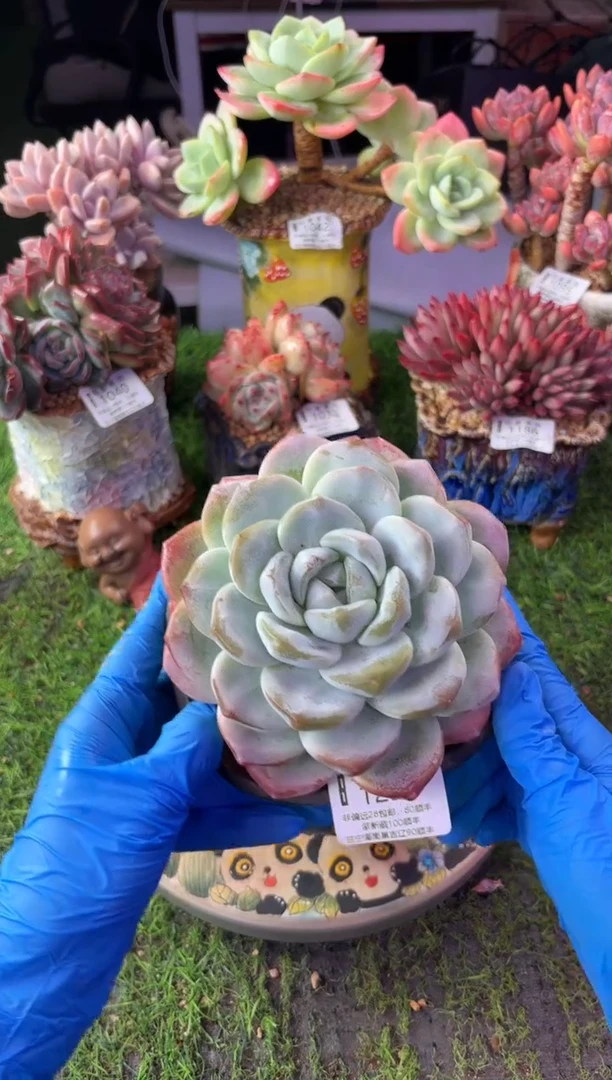 昆明印象多肉01296