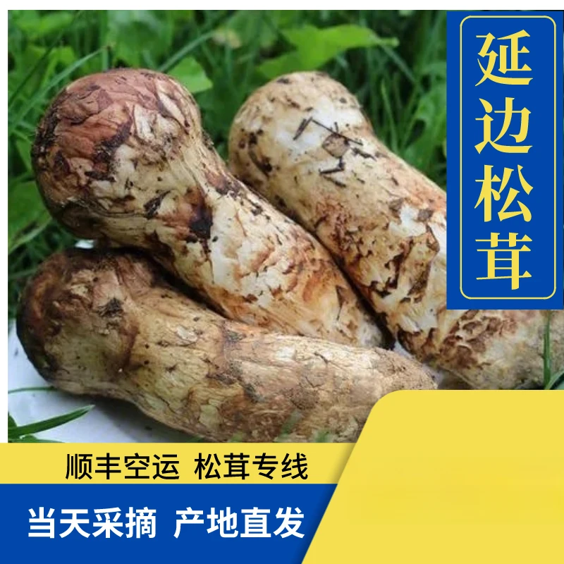 2025年延边本地松茸6-8cm  600g/箱礼盒发货当天采摘现货现发