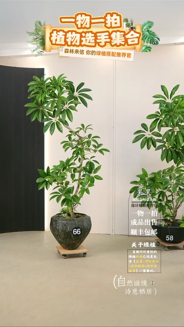 完全开放?****?日本进口保罗大叶伞连盆种好栽好一整套送货上门