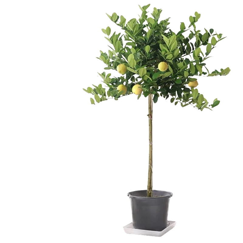 广东四季香水柠檬树苗棒棒糖树形带花果客厅阳台庭院大型盆栽绿植