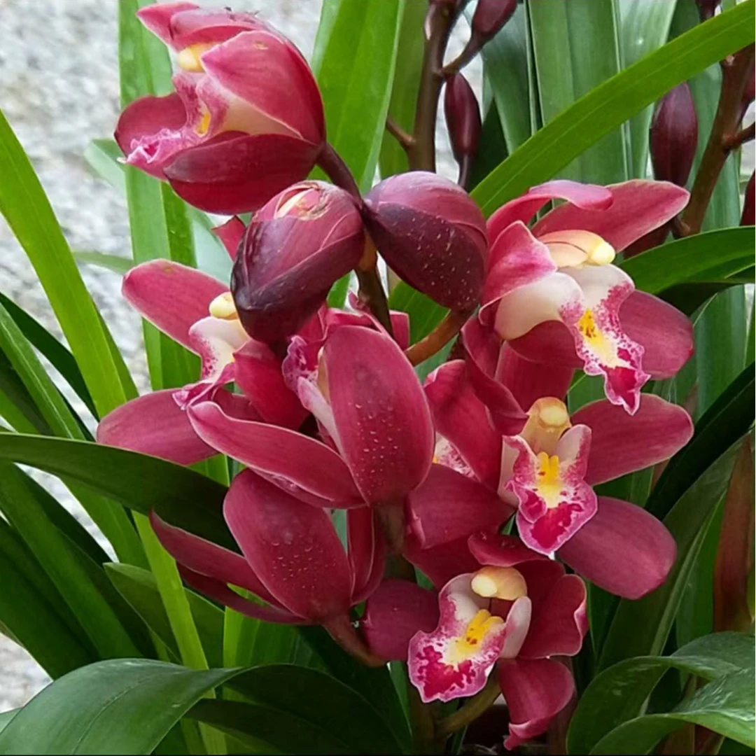 【带花苞】高端精品【红宝石】浓香型兰花室内好养花卉开花植物花香