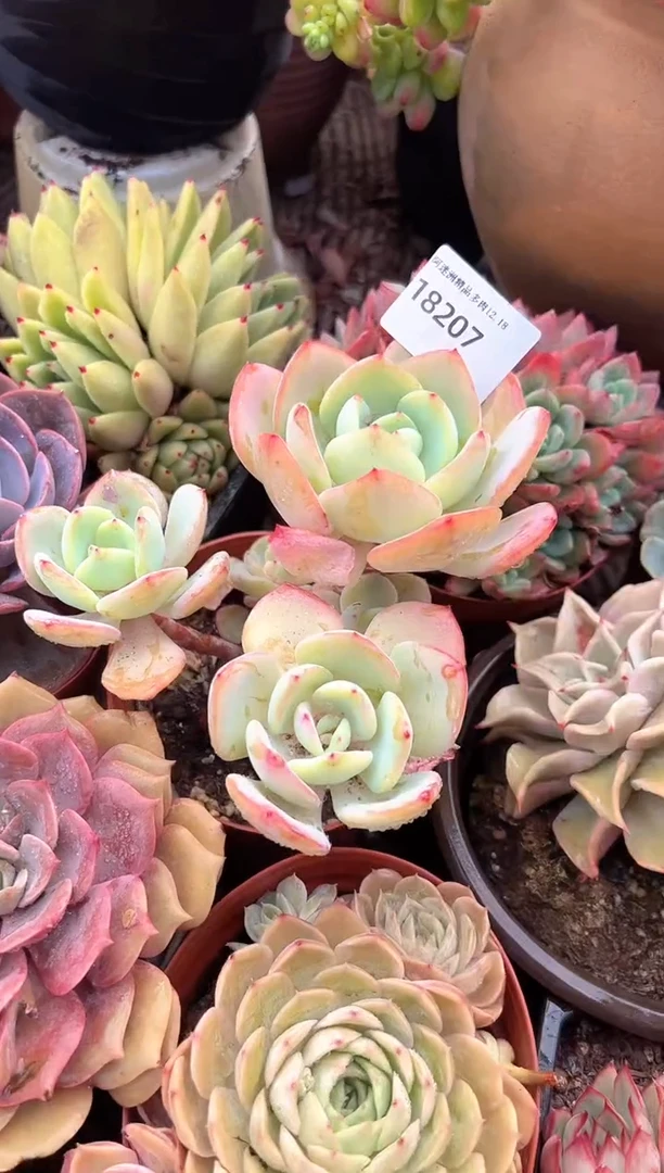 柳*多肉植物一物一拍18207