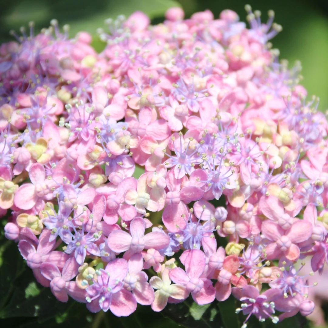 【三河千鸟】2加仑 粉色绣球多年生露天苗生花苞原盆原土基地直发