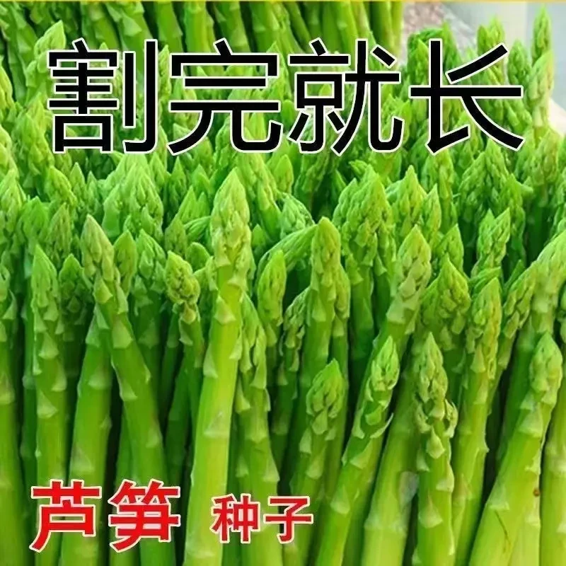 四季可种芦笋种子四季种植蔬菜绿芦笋种籽营养蔬菜种子