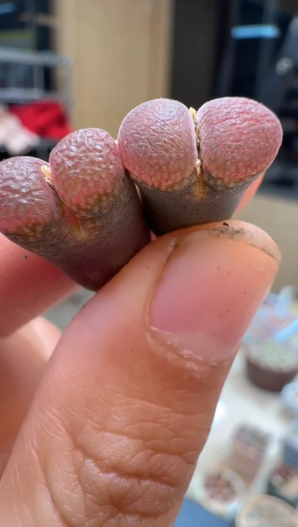 21-133多肉植物肉锥杭州一颗