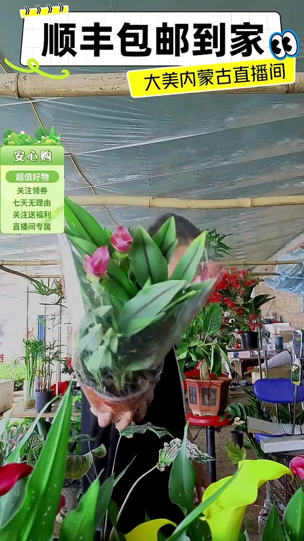 完全开放带花姜荷花