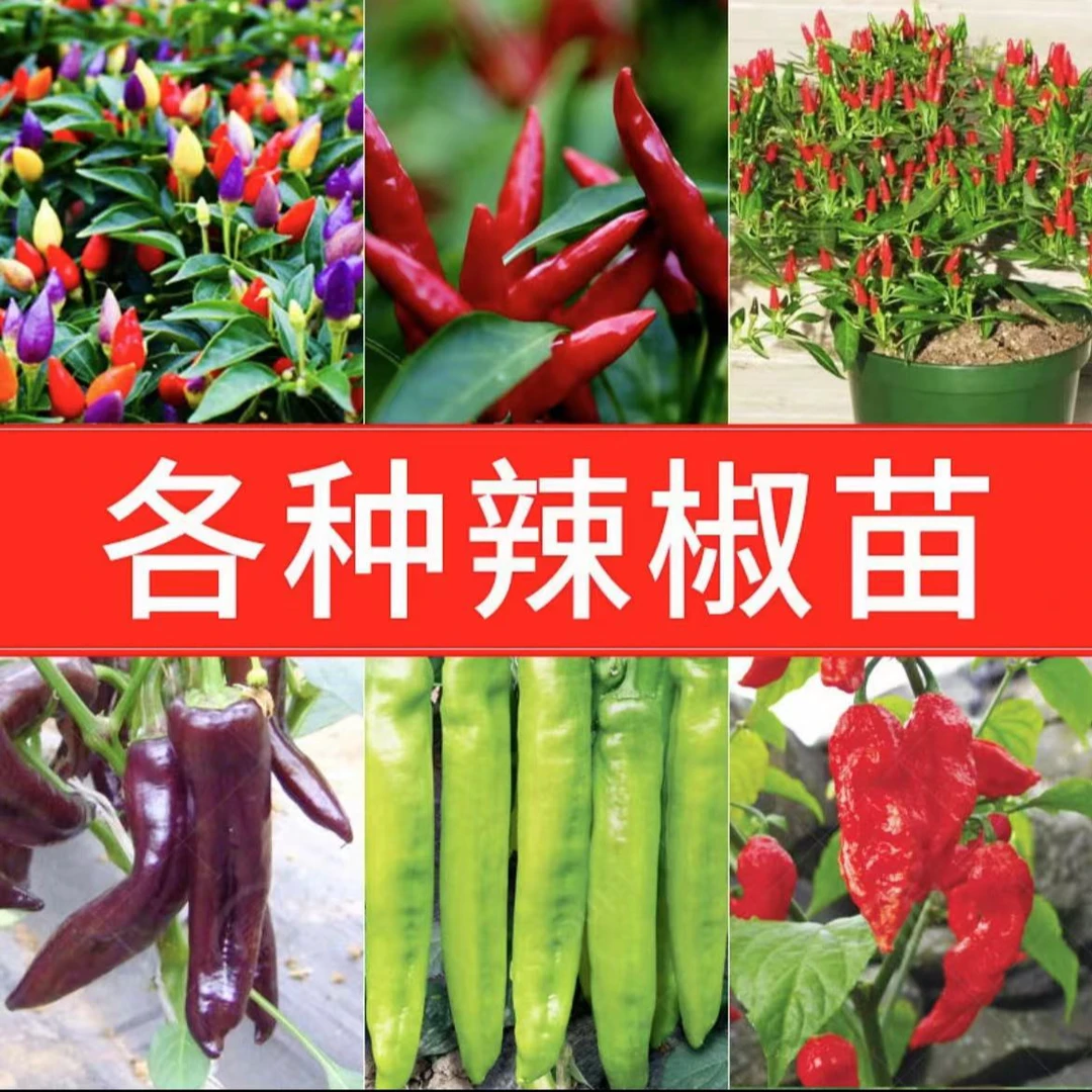 辣椒苗小米椒螺丝椒甜椒羊角椒麻辣椒种苗大全