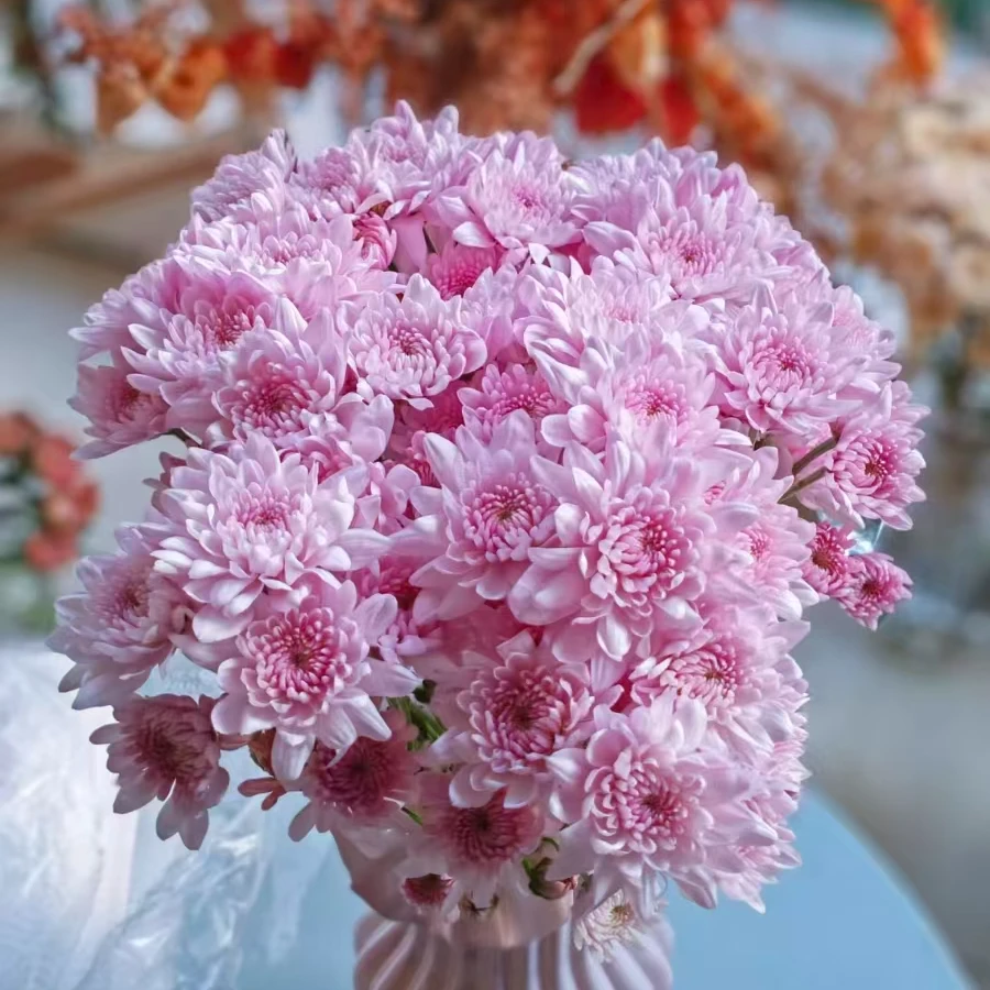 精梦幻粉小雏菊带花苞盆栽花期长小清新适合庭院阳台开花植物盆栽