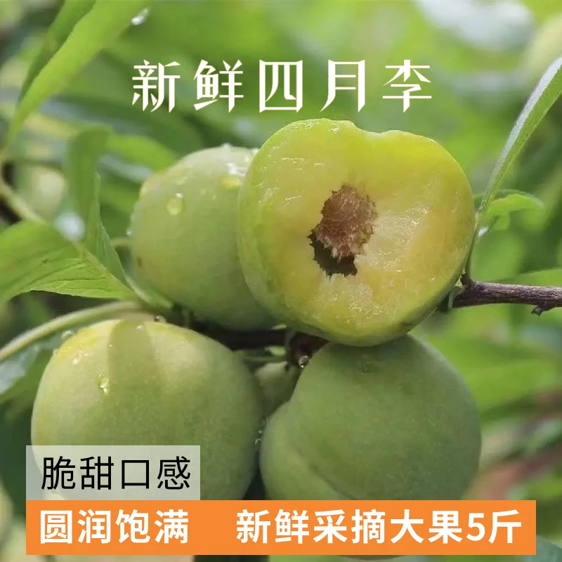 5斤精选大果正宗贵州安顺脱骨青脆李新鲜现摘应季水果
