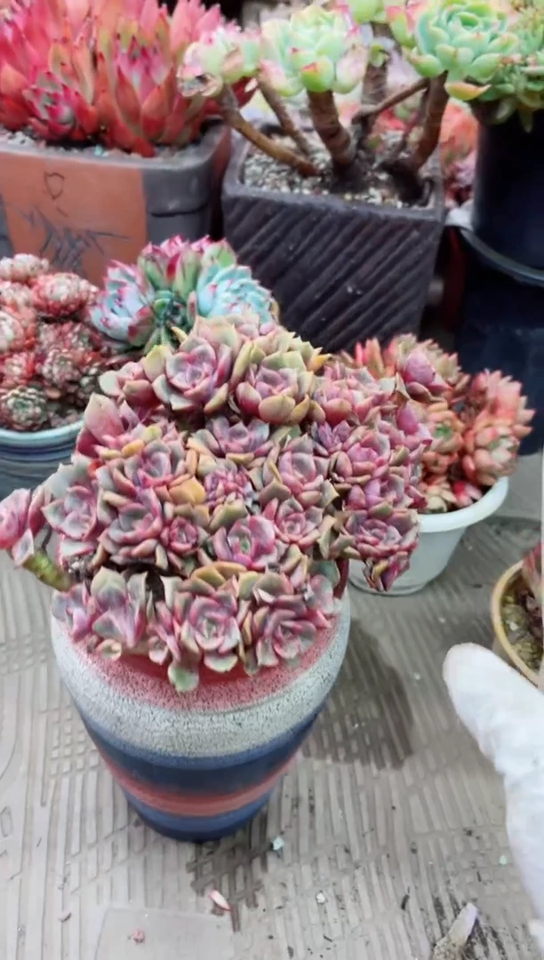 【闪购商品】20044