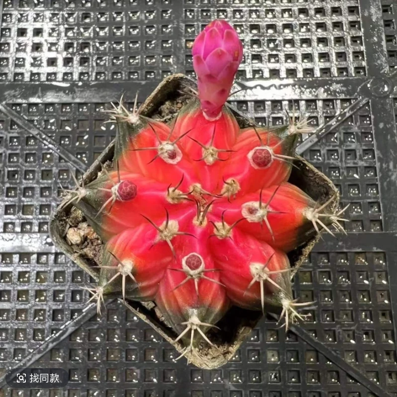 牡丹锦仙人球多肉植物