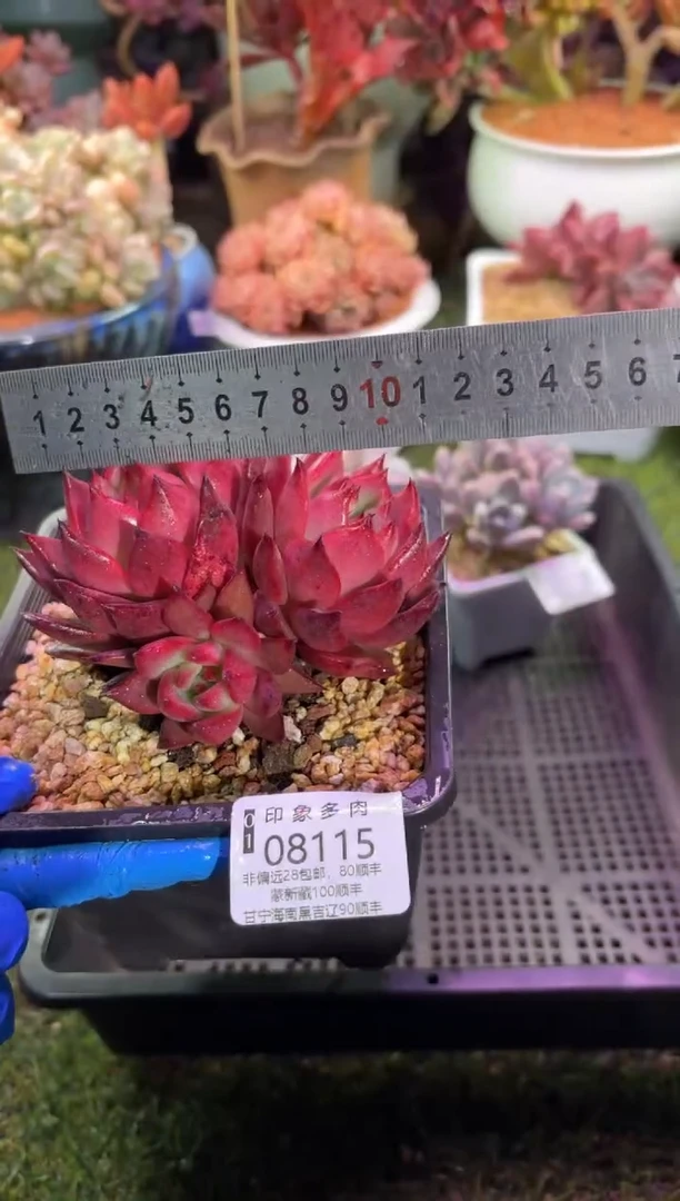 【闪购商品】08115