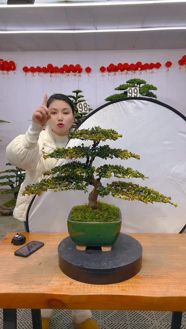 【闪购商品】盆景1