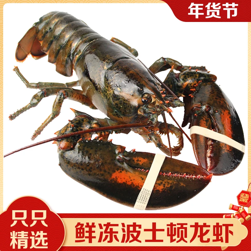 鲜活速冻波士顿大龙虾 加拿大龙虾