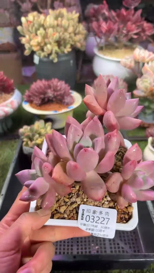 【闪购商品】03227