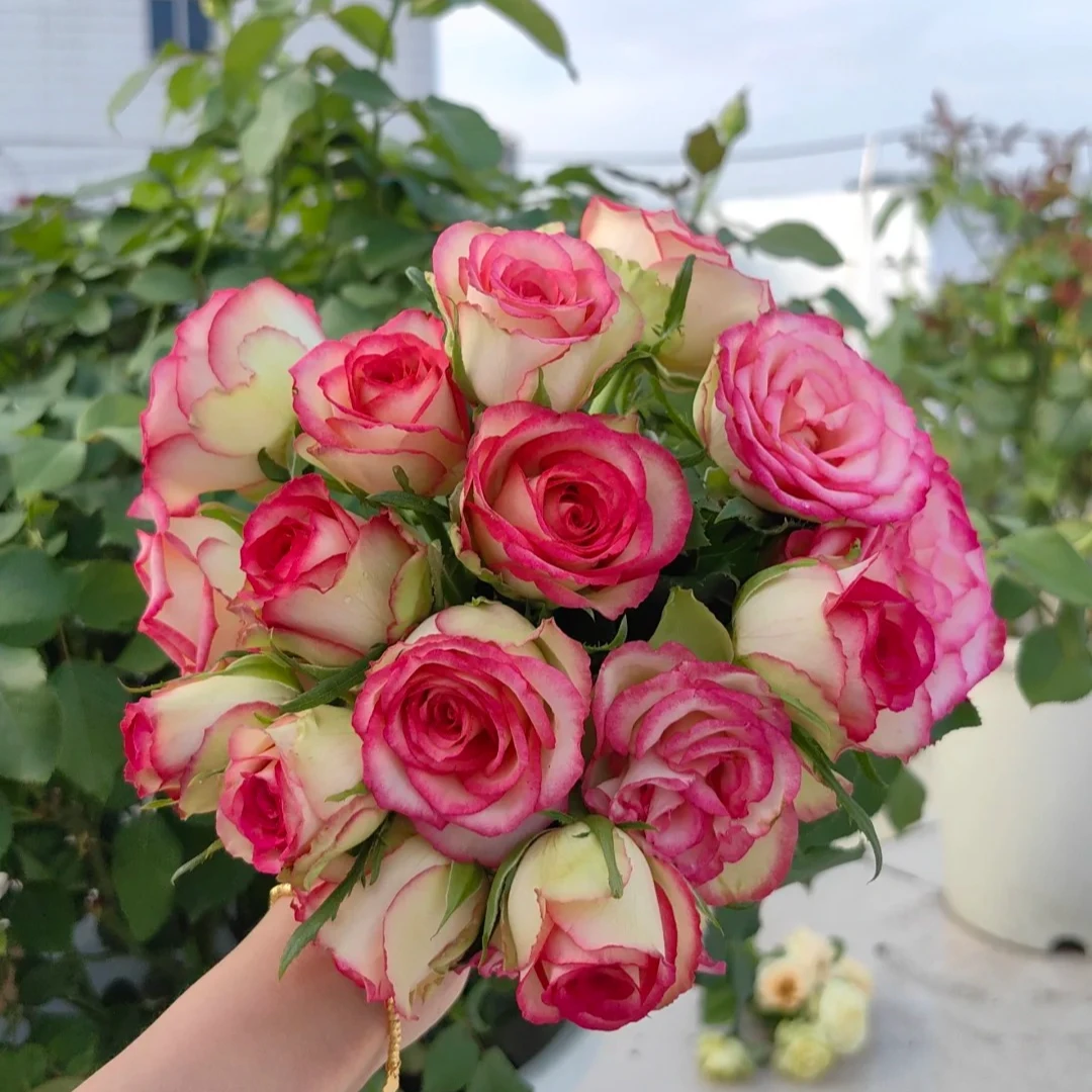 【梦露】1加仑2-3年露天苗带盆带土发货四季开花月季阳台花苗花卉花