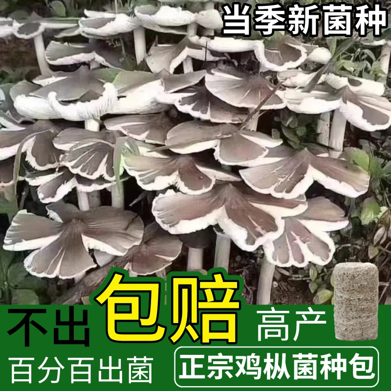 【2.2万人好评】鸡枞菌原种菌包高产菌伞把菇三塔菌鸡肉菌夏至菇