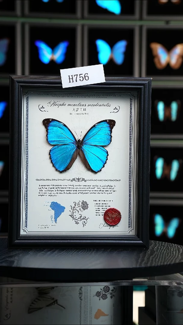 ?****n微瑕蝴蝶标本摆件一口价H756