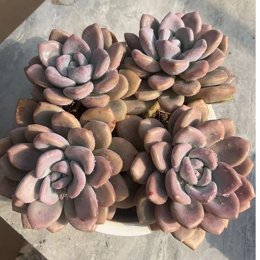 大奥普四头整桩无砍　多肉植物两单包邮