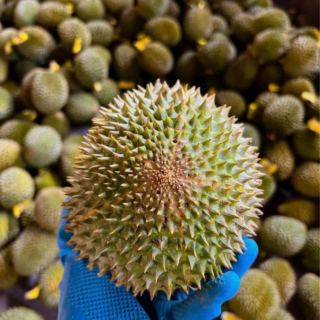 【泰国托曼尼】新鲜泰国托曼尼榴莲 一物一拍 果肉饱满 软糯香甜 核大 贵阳同城小时达3-5斤托曼尼泰国