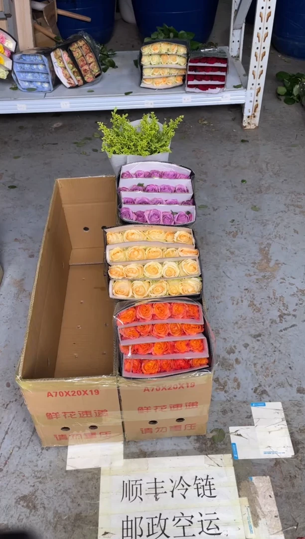 香槟20枝+火灵鸟20枝+紫霞20枝+黄莺