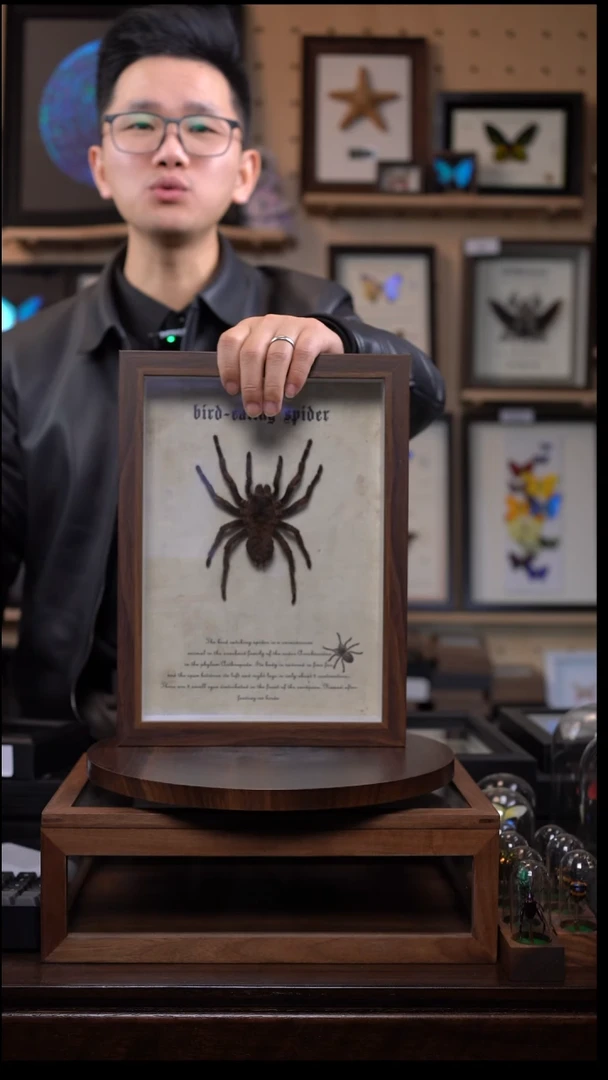 巨型蜘蛛标本A4复古框