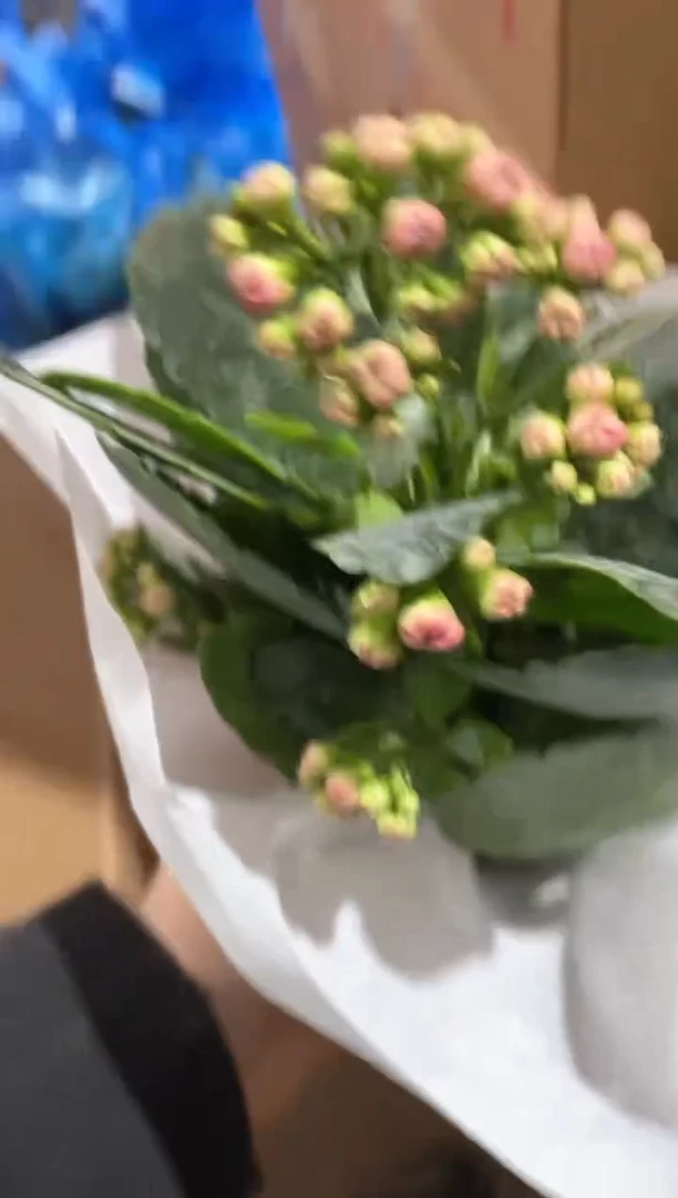 紫色长寿古董玫瑰120盆-只发新疆