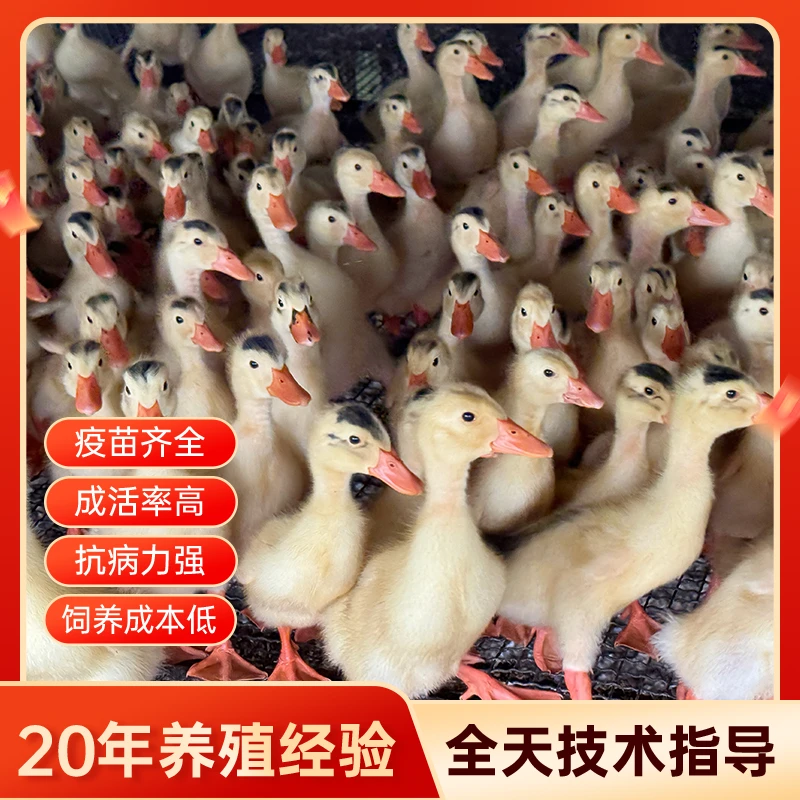 半斤宠物花边鸭双黄蛋鸭农场散养鸭苗批发顺丰包活到家疫苗齐全