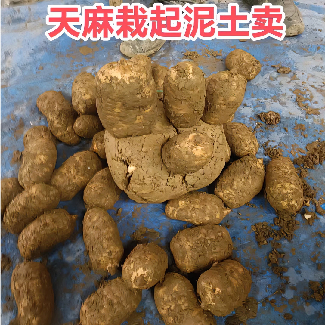 正宗(新鲜湿天乌麻)云南昭通彝良小草坝仿野外现挖现发产地直销克