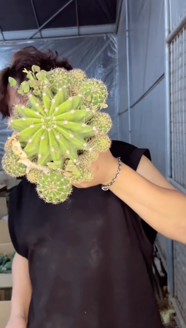 【闪购商品】大号 席克氏彩草 11-15cm