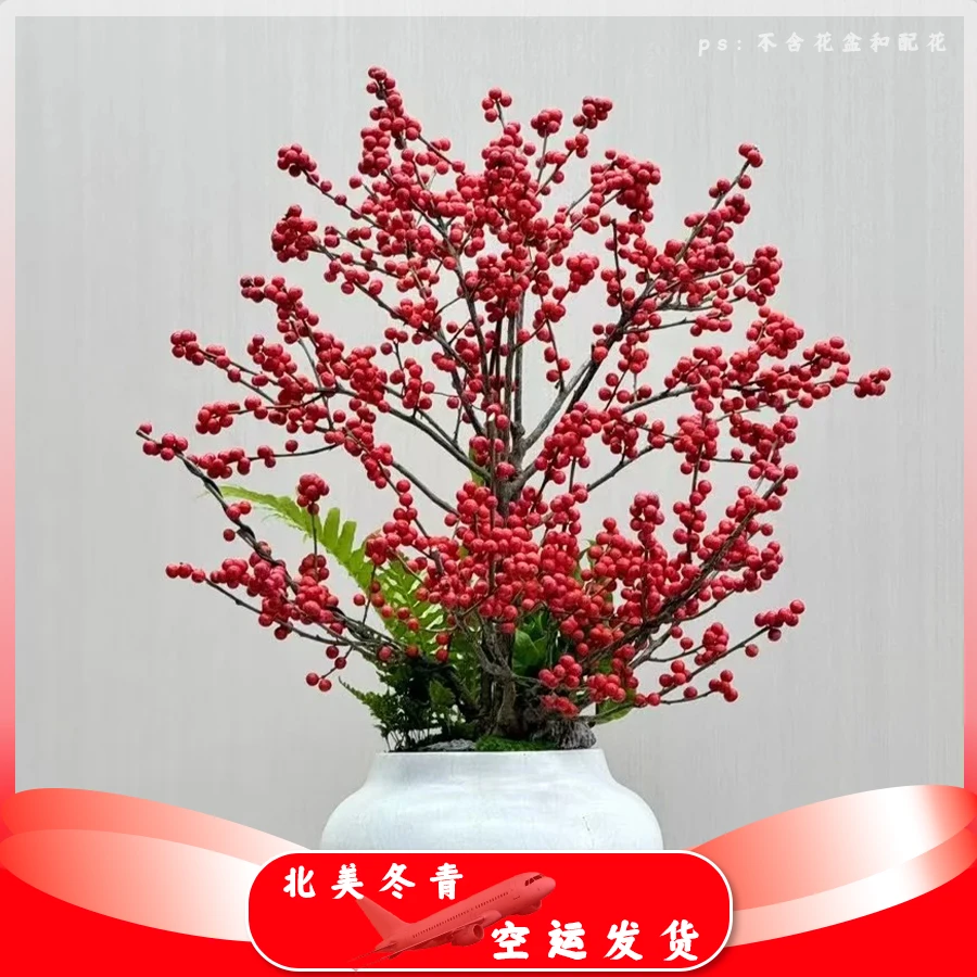 【北美冬青】云南基地改良品种直发更适合国内种植盆栽鲜花好养的花
