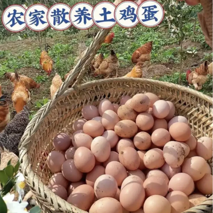 云南高山高海拔农家土鸡蛋