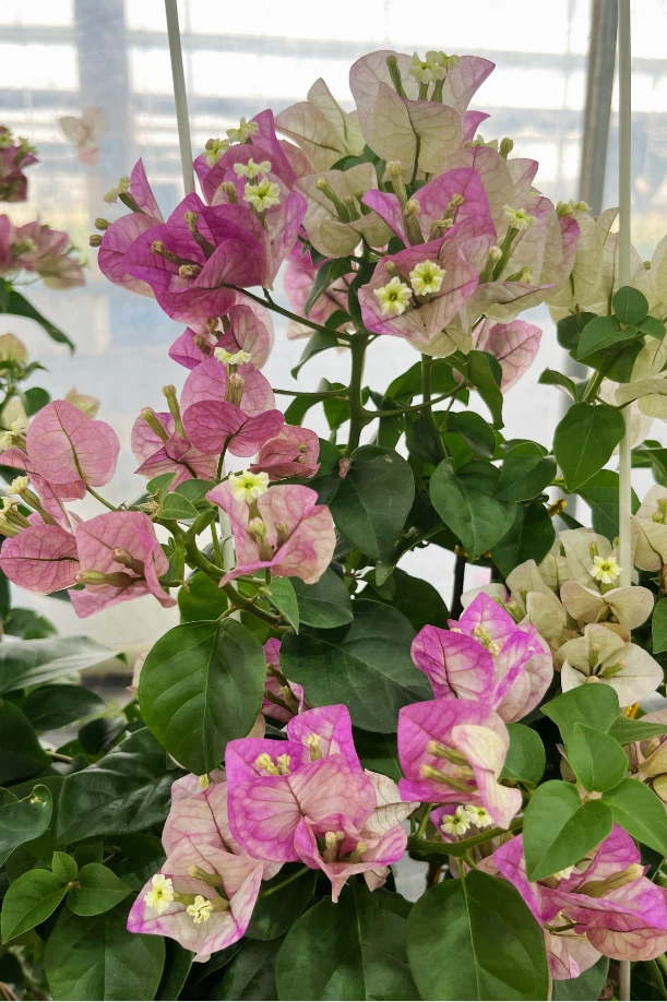 0{蓝天使} 原生盆苗 爬藤飘枝垂吊