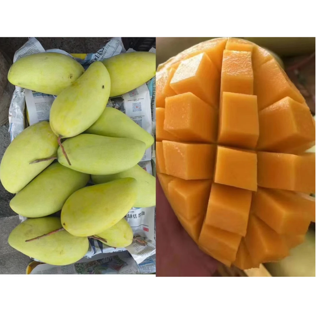 云浮郁南连滩优质金煌芒新鲜应季水果