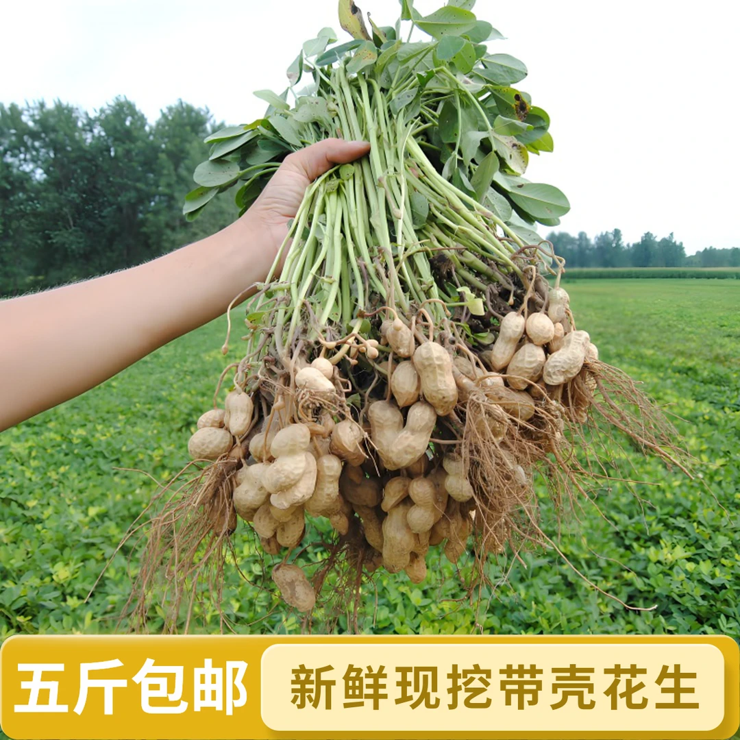 现摘新鲜带壳湿花生农家现挖粉皮花生颗粒饱满买3斤送2斤