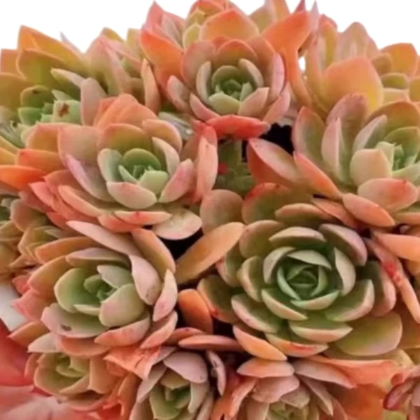 地栽丝绸面纱发货新手必拍耐寒耐热多肉植物昆明发货