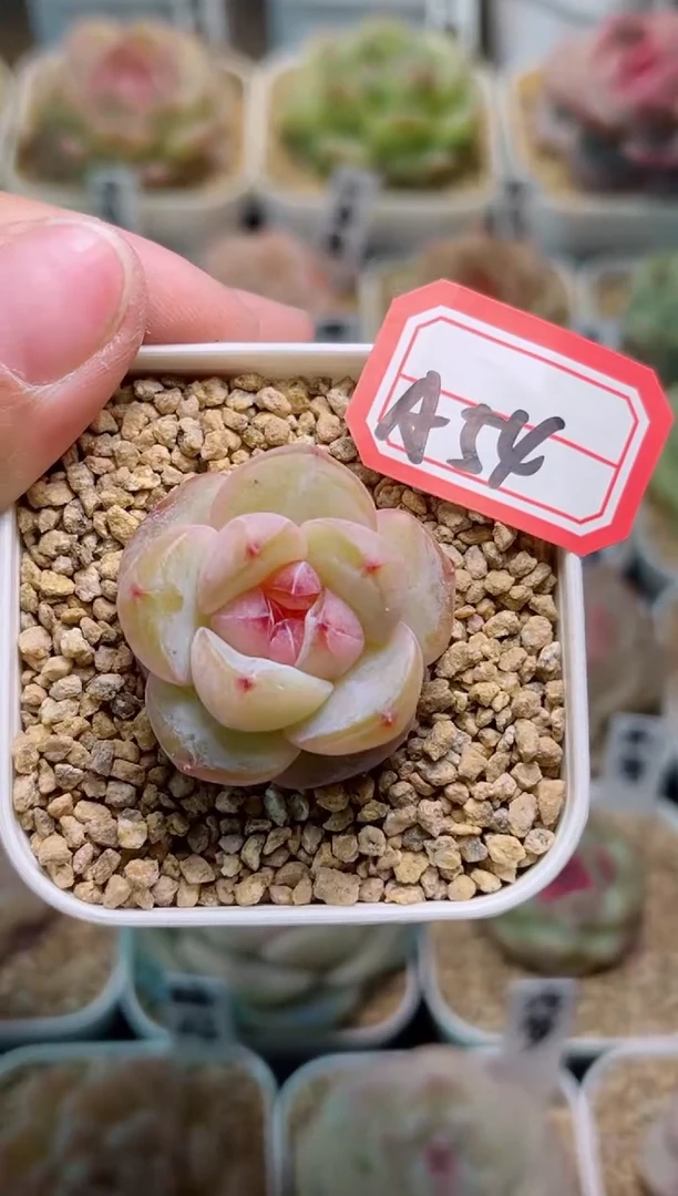 【闪购商品】A54霜露一物一拍