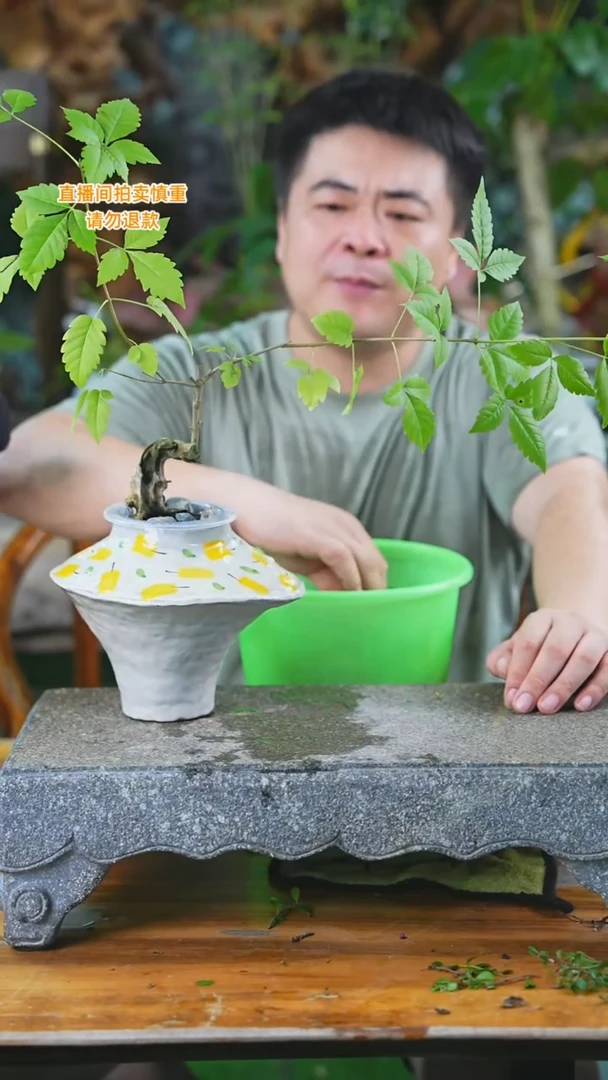 当前无花栽培后可以开花32黄荆+