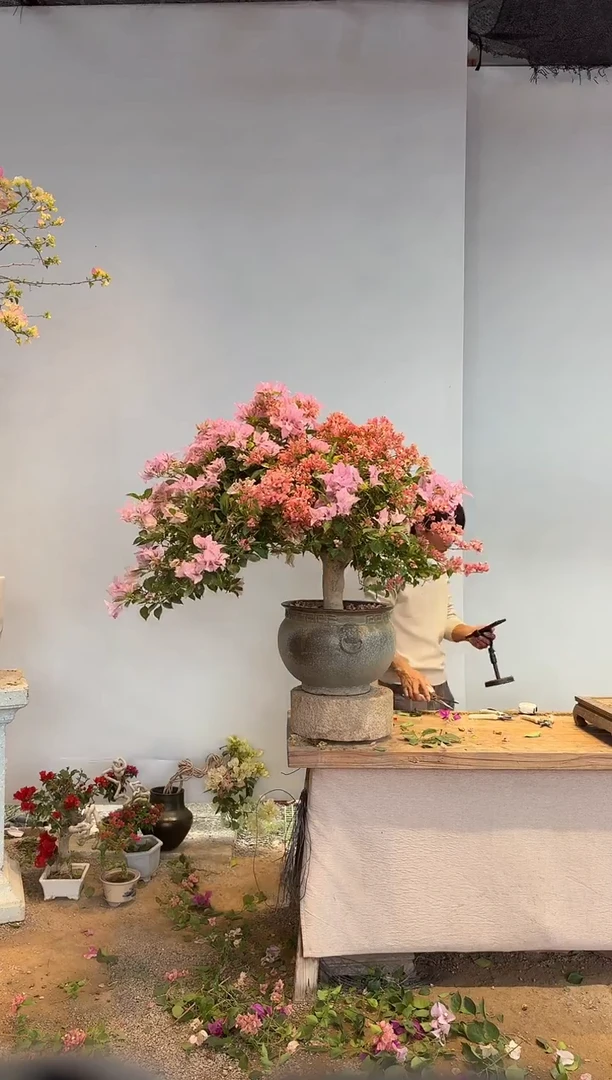 以实际为准三角梅15